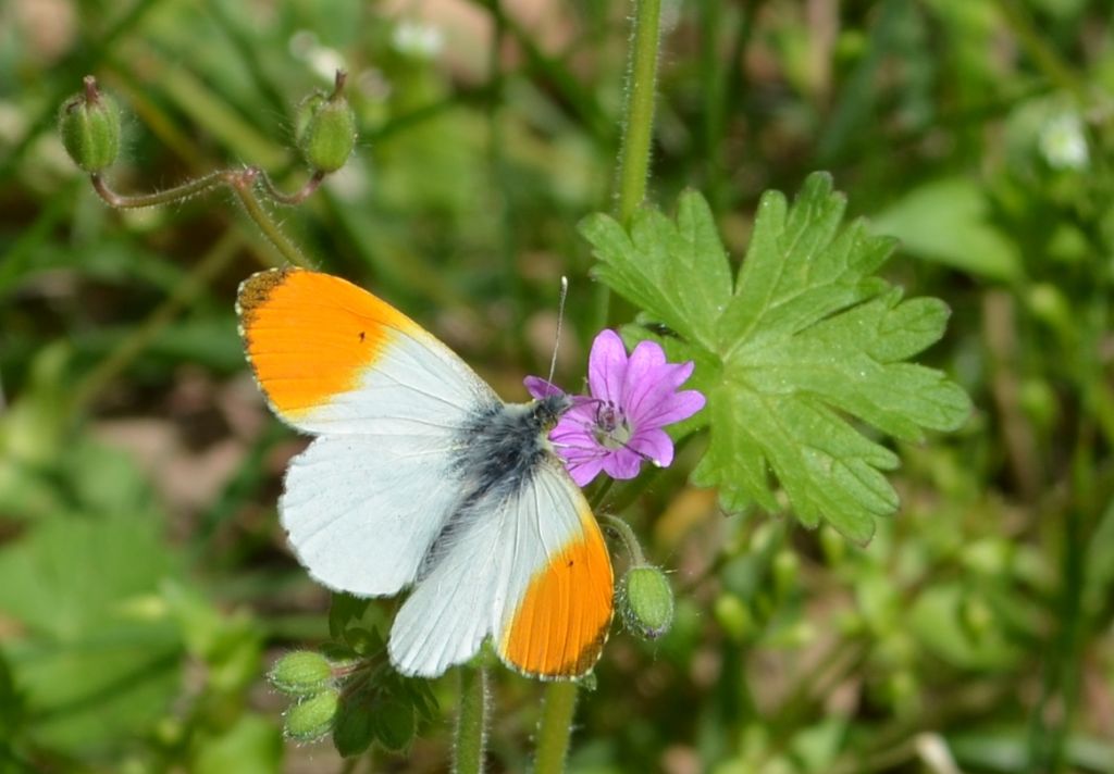 Maschio di Anthocharis cardamines sul Geranium molle